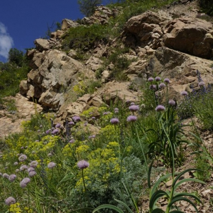 Allium carolinianum